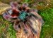 Exotic tarantulas