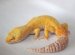 Leopard Gecko for sale free Shipping