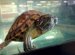 Petco Turtle