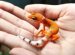 Types of geckos pets