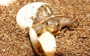 Baby box turtles for sale Cheap