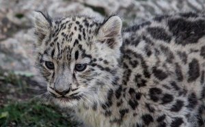 Baby Snow Leopard for sale