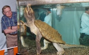 Baby turtles for sale in Ohio