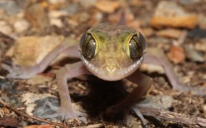 Breeds of geckos