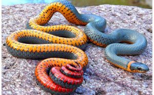 Cool snakes for pets