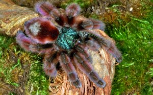 Exotic tarantulas