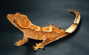 Geckos for sale