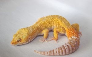 Leopard Gecko for sale free Shipping