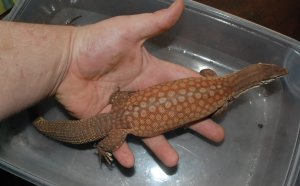 Monitor lizard sale