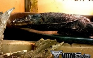 Monitor lizards enclosure
