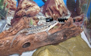 Petco Reptiles for sale