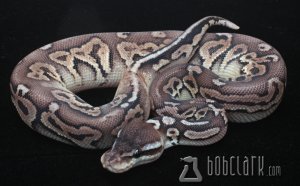 Snake Breeders online