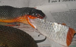 Water Snake for sale
