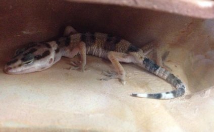 Petco geckos