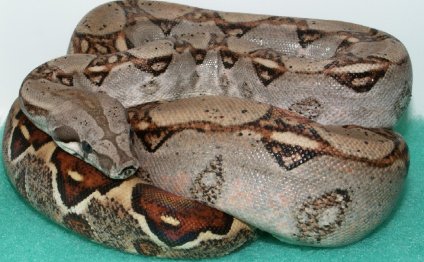 Exotic Reptiles for sale Online