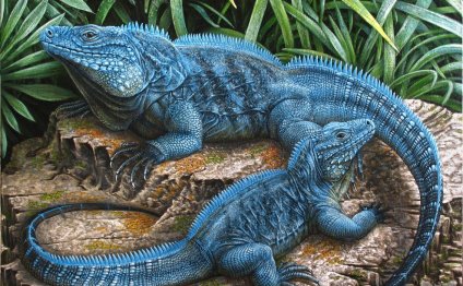 Exotic Iguanas