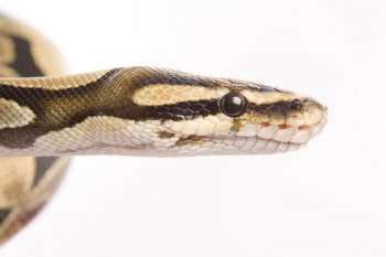 The popularity of ball pythons is due in part to their small size.