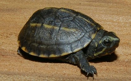 Turtles for sale in Houston