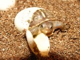 Baby box turtles for sale Cheap