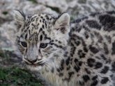 Baby Snow Leopard for sale