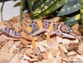 Best pet geckos