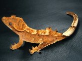 Geckos for sale