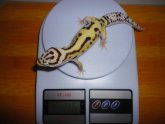 Geckos Leopard Price