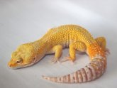 Leopard Gecko for sale free Shipping