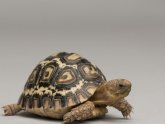 Live Tortoises for sale