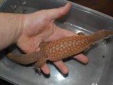 Monitor lizard sale