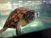 Petco Turtle