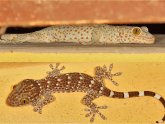 Price of Gecko Lizard