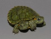 Small water turtles for sale