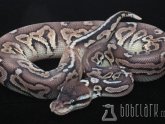 Snake Breeders online