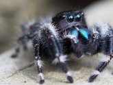 Spiders for sale online