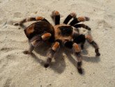 Tarantula order