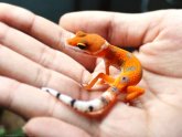 Types of geckos pets