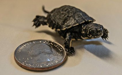 Where can you buy baby turtles?