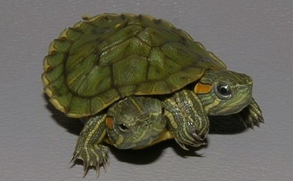 Small water turtles for sale