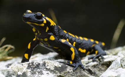 Pet Amphibians