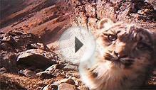 Baby snow leopard filmed in wild