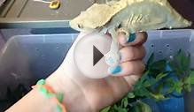 Crested Geckos - Reptile Room May 2014!!