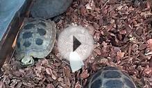 Elongated Tortoises For Sale. Buy at Big Apple Pet with