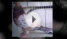 Exotic Pigeons For Sale