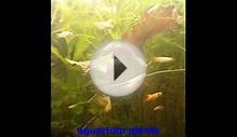 Floating Aquarium Plants At Petsmart - Fish For Sale