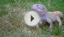 Giant Leopard Gecko Out For Some Exercise