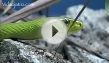 Green Mamba 01, Deadly Venomous Snakes