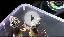 Leopard Geckos, now for sale!