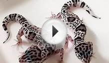 My best Leopard Geckos of 2014