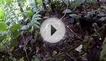 Scary encounter with Fer De lance snake in Costa Rica